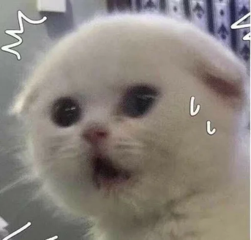 mammal animal small to medium-sized cats