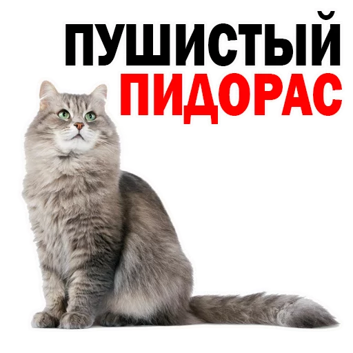 СМС животное млекопитающее