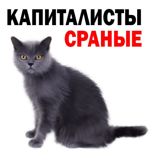 text domestic cat animal