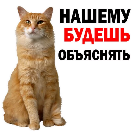 животное млекопитающее домашняя кошка