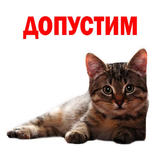 животное млекопитающее кошка