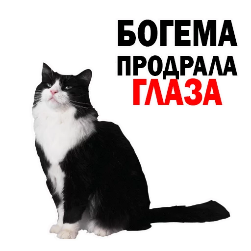 СМС домашняя кошка кошка