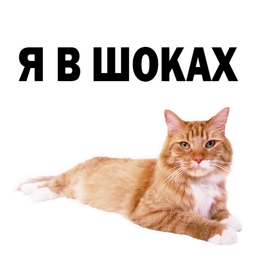 животное млекопитающее домашняя кошка