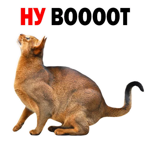 животное млекопитающее СМС