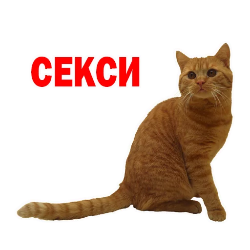 домашняя кошка животное кошки малого и среднего размера