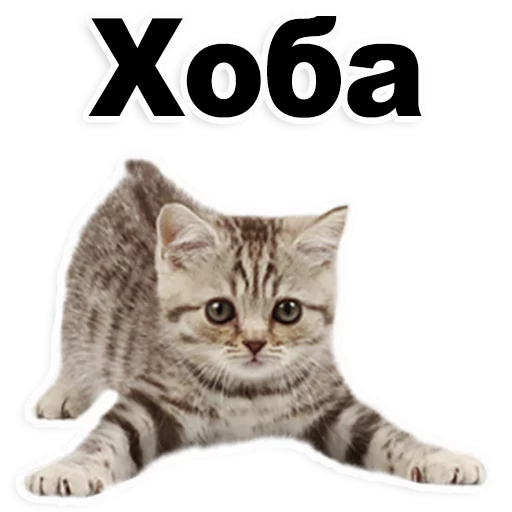 животное кошка млекопитающее