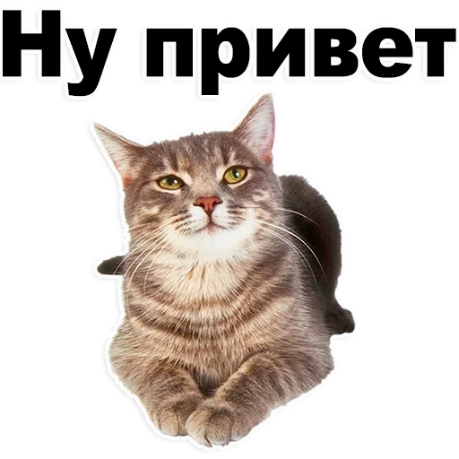 животное домашняя кошка кошка