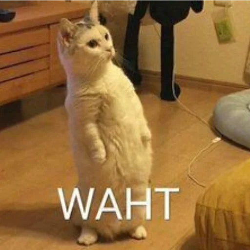 Sticker Kittens_ksu - 1