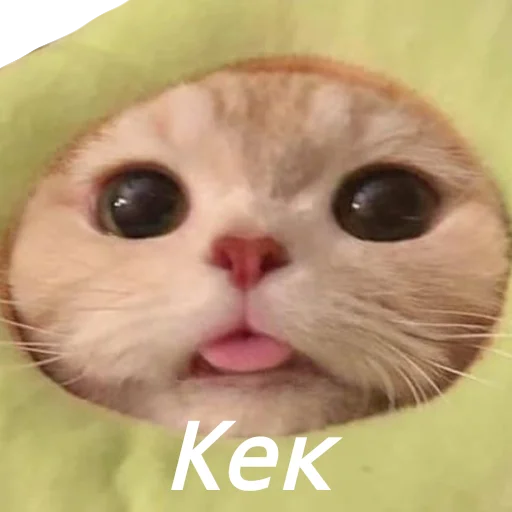 Котя(сделала сама(Ксюня) - 