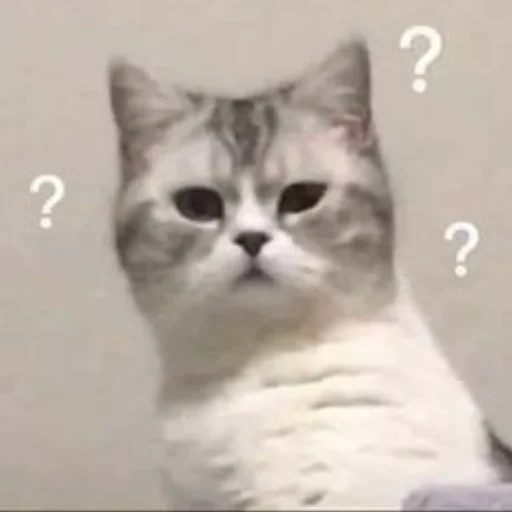 Стикер Котя(сделала сама(Ксюня) - 11