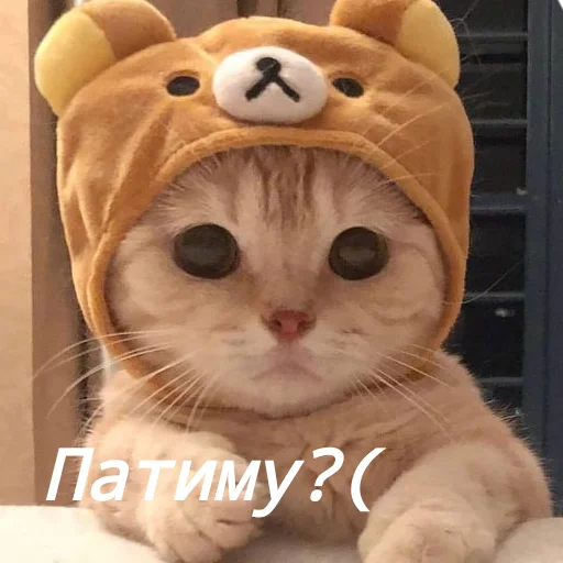 Стикер Котя(сделала сама(Ксюня) - 10