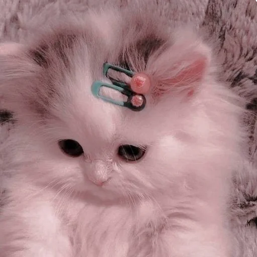 Стикер Котя(сделала сама(Ксюня) - 8