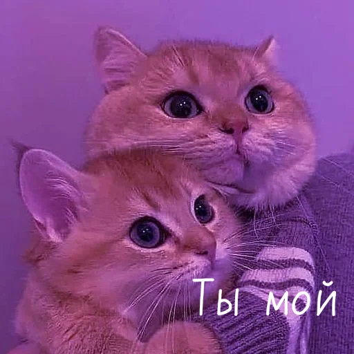 Стикер Котя(сделала сама(Ксюня) - 7