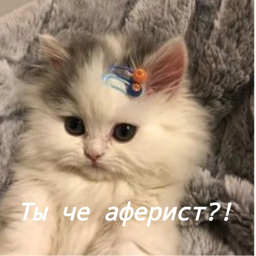Стикер Котя(сделала сама(Ксюня) - 6