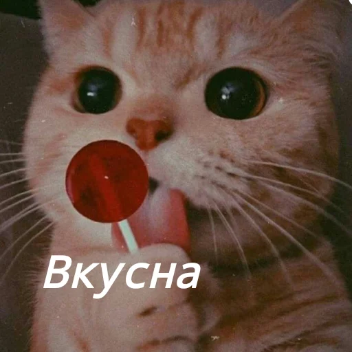 Стикер Котя(сделала сама(Ксюня) - 4