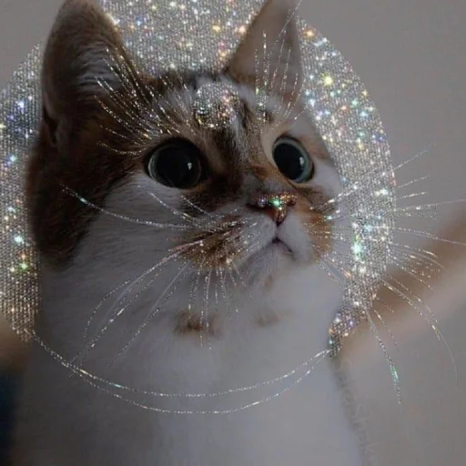 Стикер Котя(сделала сама(Ксюня) - 1