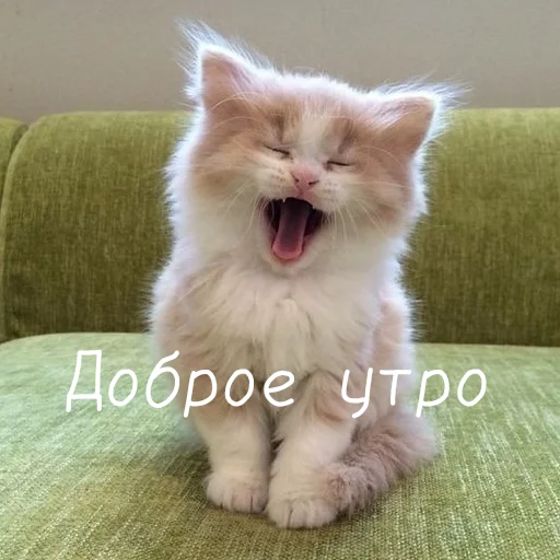 Стикер Котя(сделала сама(Ксюня) - 0