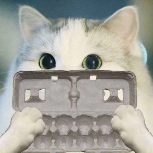 кошка кошки малого и среднего размера кошачьи