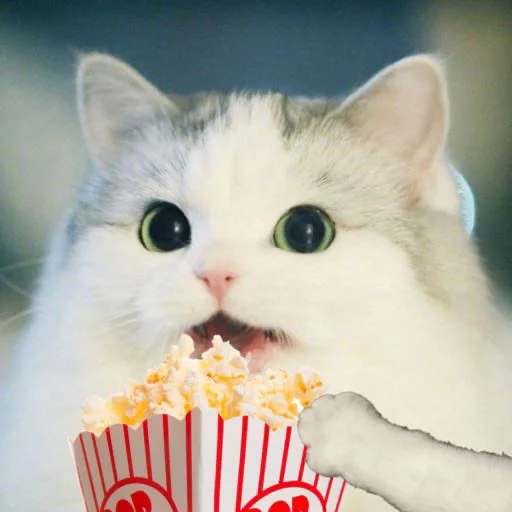 кошка закуска усы