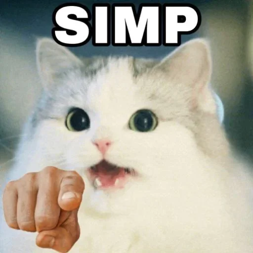 млекопитающее животное кошка