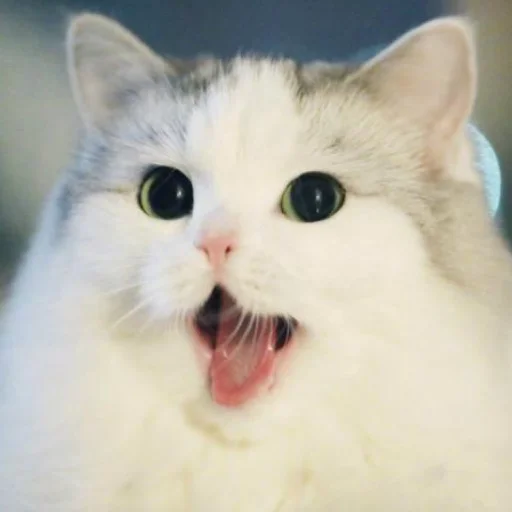 млекопитающее животное кошка