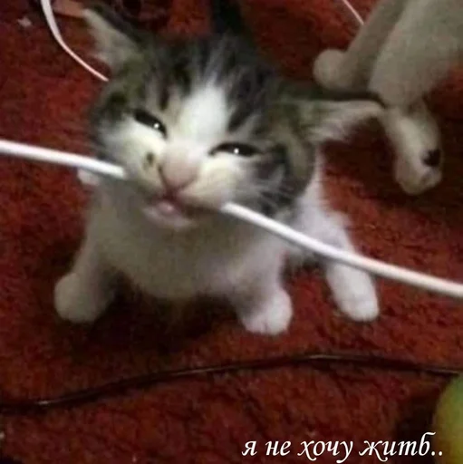 Sticker Kittikatka - 1