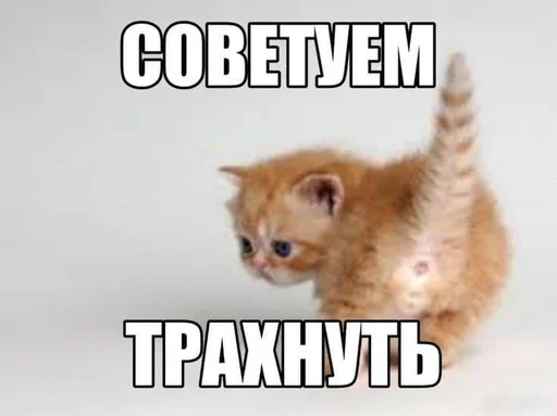 Стикер Kittikatka - 1