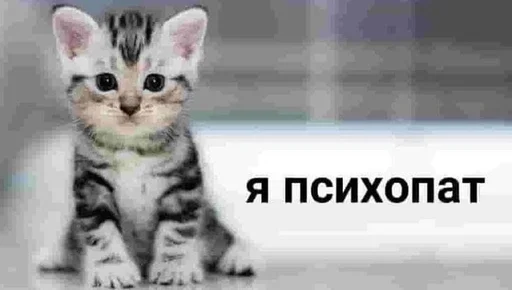 Стикер Kittikatka - 1