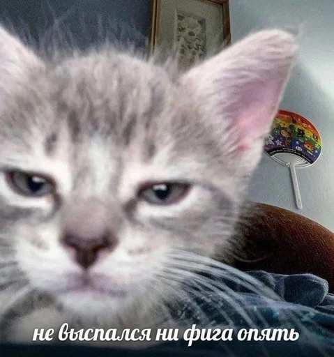 Sticker Киски без одежды (голые) - 3