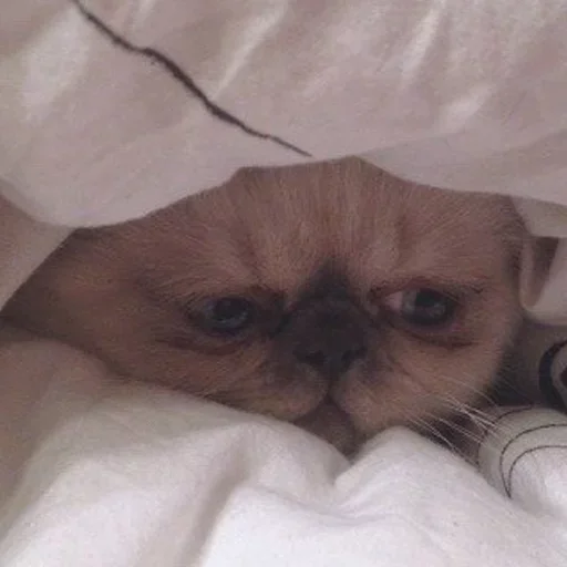 животное млекопитающее комнатный