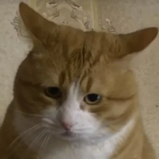 млекопитающее кошки малого и среднего размера животное