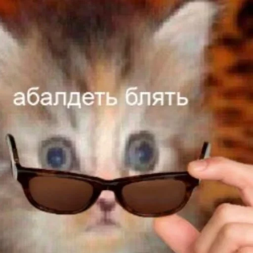 кошка Очки защитные очки