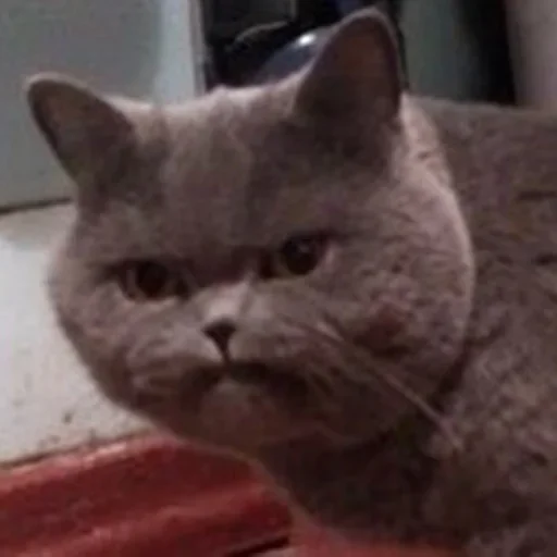 млекопитающее животное кошка