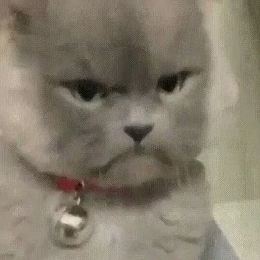 млекопитающее кошка животное