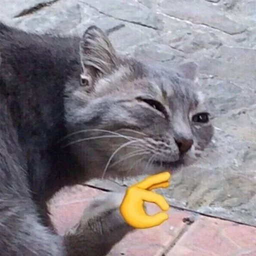 земля млекопитающее кошки малого и среднего размера