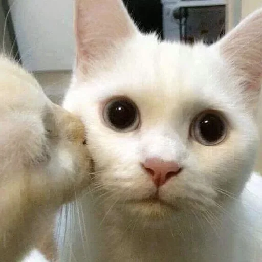 Котики - животное