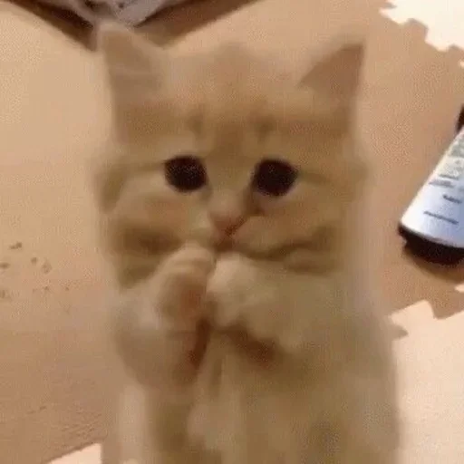 Sticker (@i_Love_Akame) Kitty 4 - 11