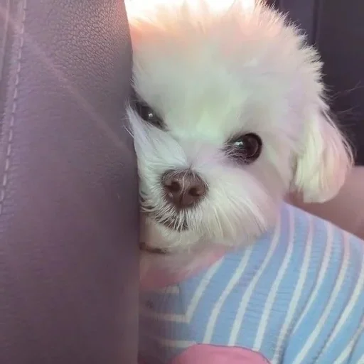 Sticker (@i_Love_Akame) Kitty 4 - 7