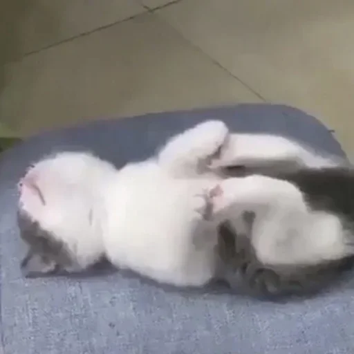 Sticker (@i_Love_Akame) Kitty 4 - 5