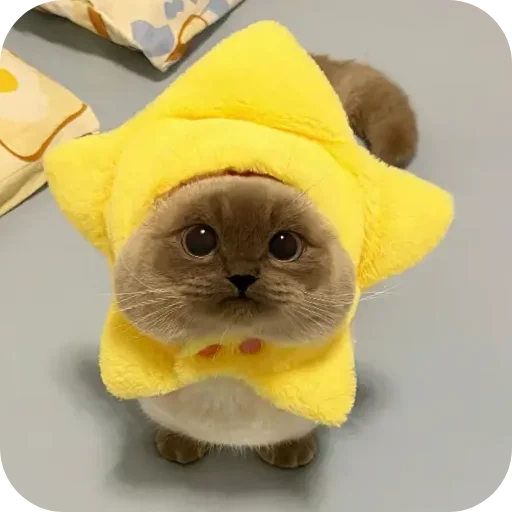 Sticker Kitty8028 - 1