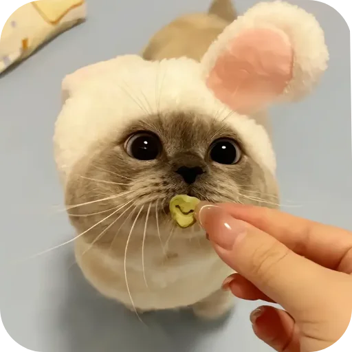 Sticker Kitty8028 - 1