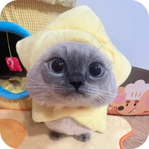 Sticker Kitty8028 - 1