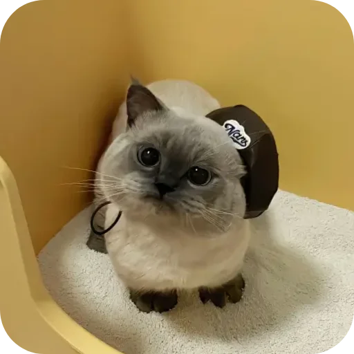 Стикер Kitty8028 - 1