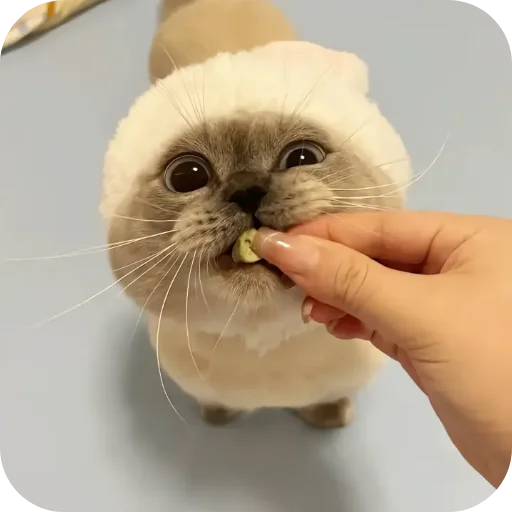 Sticker Kitty8028 - 1