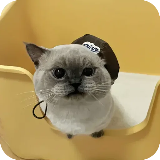 Sticker Kitty8028 - 1