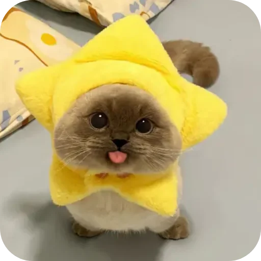 Sticker Kitty8028 - 1