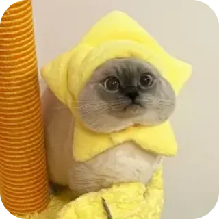 Стикер Kitty😻 - 3