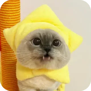 Стикер Kitty😻 - 6