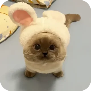 Стикер Kitty😻 - 7