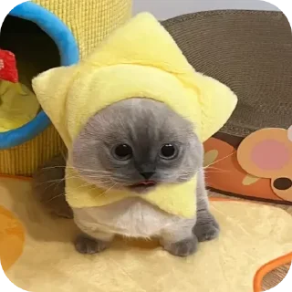 Стикер Kitty😻 - 10